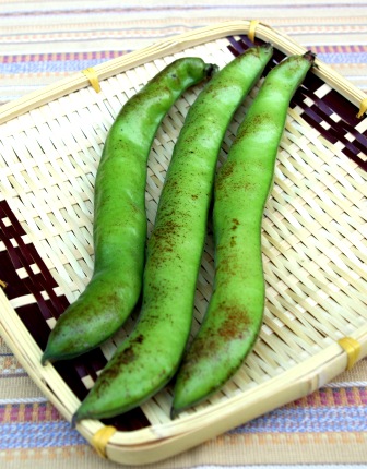 つのたんイチオシ野菜 サラダそら豆 つのたんイチオシ野菜 サラダそら豆 新鮮な豆の美味しさを プランターでも 企画野菜苗 花苗 切り花苗 野菜苗 生産卸 有限会社 角田ナーセリー