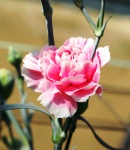 carnation spray dreamy pink.JPG