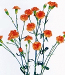 carnation spray orange.jpg