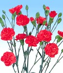 carnation_2 rose.jpg