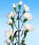 carnation_4 white.jpg