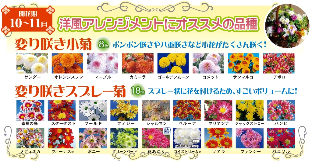 菊まつり｜菊まつり 全9シリーズ75色 夏菊小菊／夏菊中輪／8月咲き菊